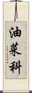 油菜科 Scroll