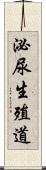 泌尿生殖道 Scroll