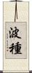 波種 Scroll