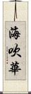 海吹華 Scroll