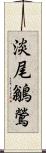 淡尾鶲鶯 Scroll