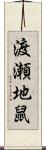 渡瀬地鼠 Scroll