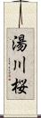 湯川桜 Scroll