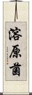 溶原菌 Scroll