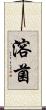 溶菌 Scroll