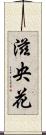 滋央花 Scroll