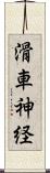 滑車神経 Scroll