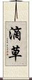 滴草 Scroll