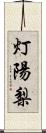 灯陽梨 Scroll