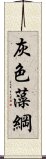 灰色藻綱 Scroll