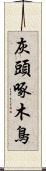 灰頭啄木鳥 Scroll