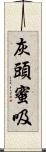 灰頭蜜吸 Scroll