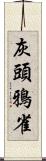 灰頭鴉雀 Scroll