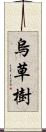 烏草樹 Scroll