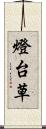 燈台草 Scroll