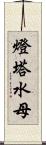 燈塔水母 Scroll