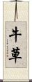 牛草 Scroll