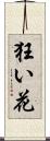 狂い花 Scroll