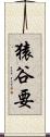猿谷要 Scroll