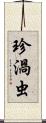 珍渦虫 Scroll