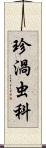 珍渦虫科 Scroll