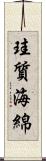 珪質海綿 Scroll