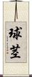球茎 Scroll