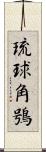琉球角鴞 Scroll
