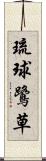 琉球鷺草 Scroll