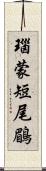 瑙蒙短尾鶥 Scroll