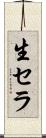 生セラ Scroll