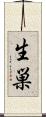 生巣 Scroll