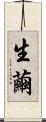 生繭 Scroll