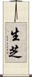 生芝 Scroll