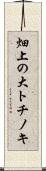 畑上の大トチノキ Scroll
