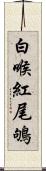 白喉紅尾鴝 Scroll