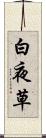 白夜草 Scroll