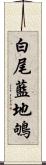 白尾藍地鴝 Scroll