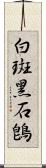 白斑黑石鵖 Scroll