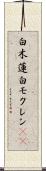白木蓮 Scroll