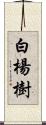 白楊樹 Scroll