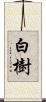 白樹 Scroll