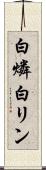 白燐 Scroll