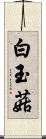 白玉菇 Scroll