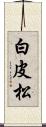 白皮松 Scroll