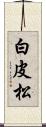 白皮松 Scroll