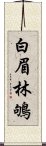 白眉林鴝 Scroll