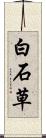 白石草 Scroll