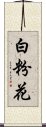 白粉花 Scroll