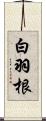 白羽根 Scroll